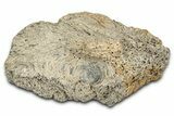 Dinosaur (Triceratops) Frill Shield Section - Montana #338917-1